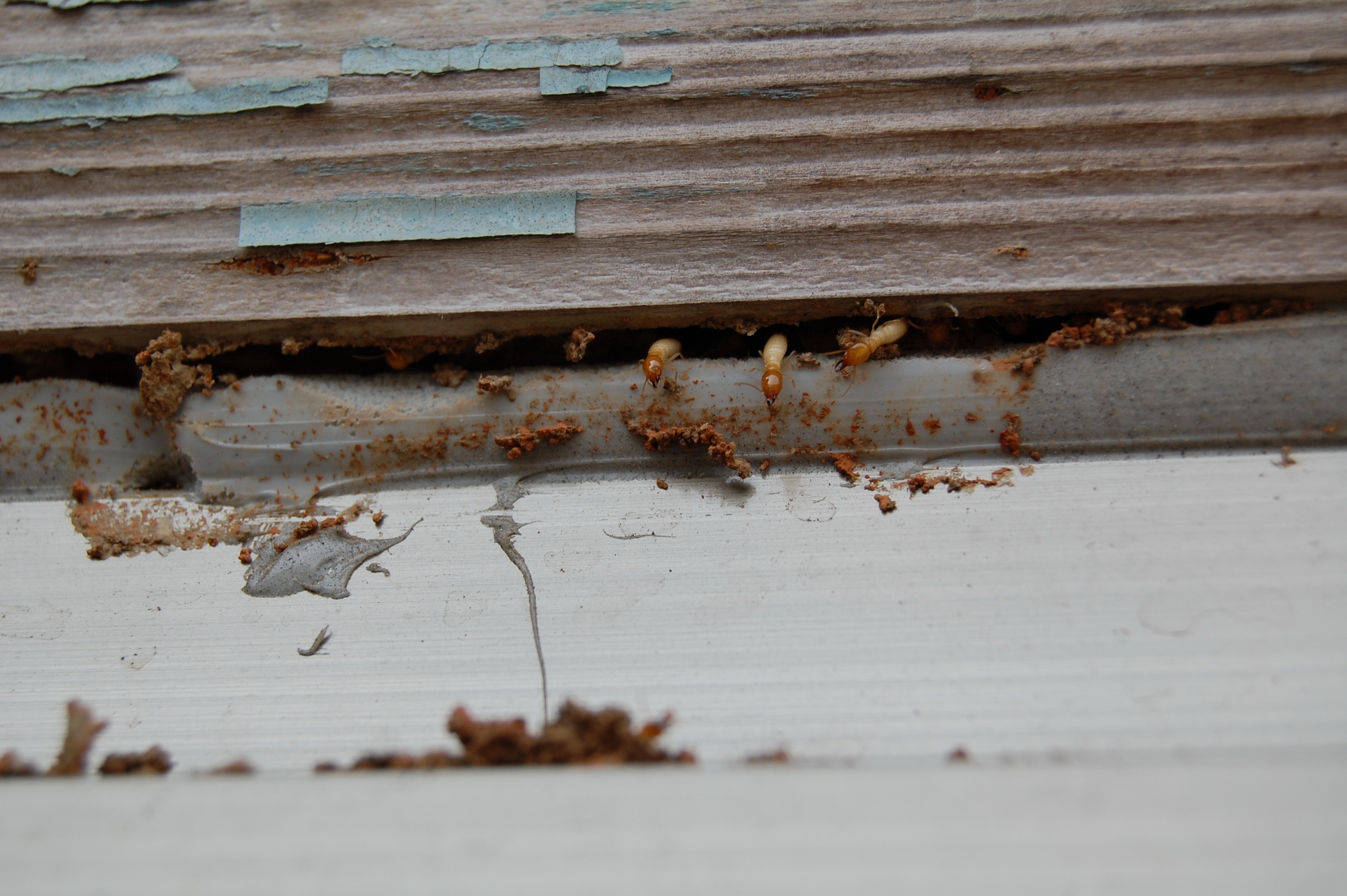台中木棧板消毒 除蟲